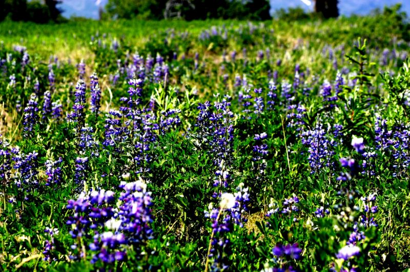 062304 Skagway to Haines (10068)